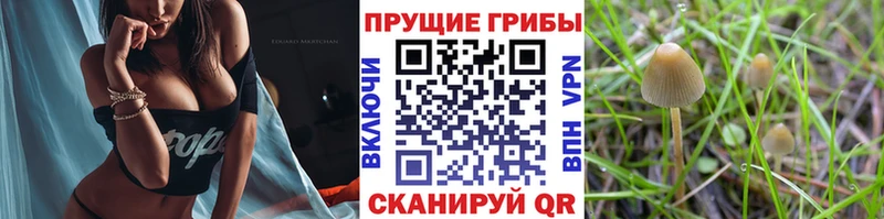 darknet телеграм  купить наркотик  Воронеж  Псилоцибиновые грибы ЛСД  гидра как войти 